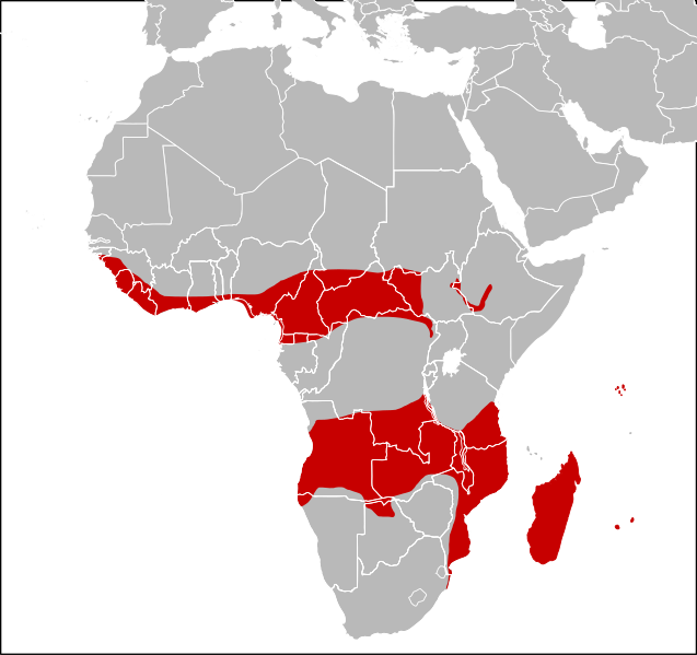 File:P.mascaraniensis range.svg