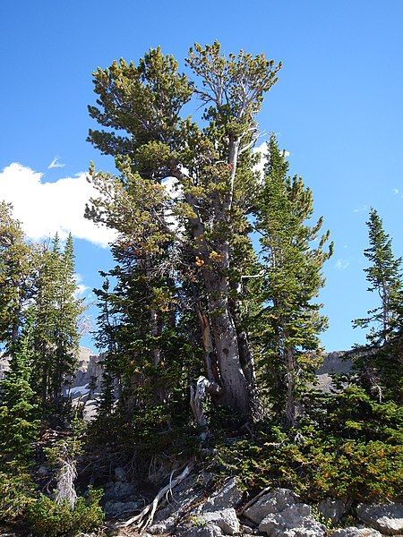 File:Pinus albicaulis (29105101912).jpg