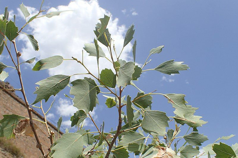 File:Populus euphratica kz04.jpg