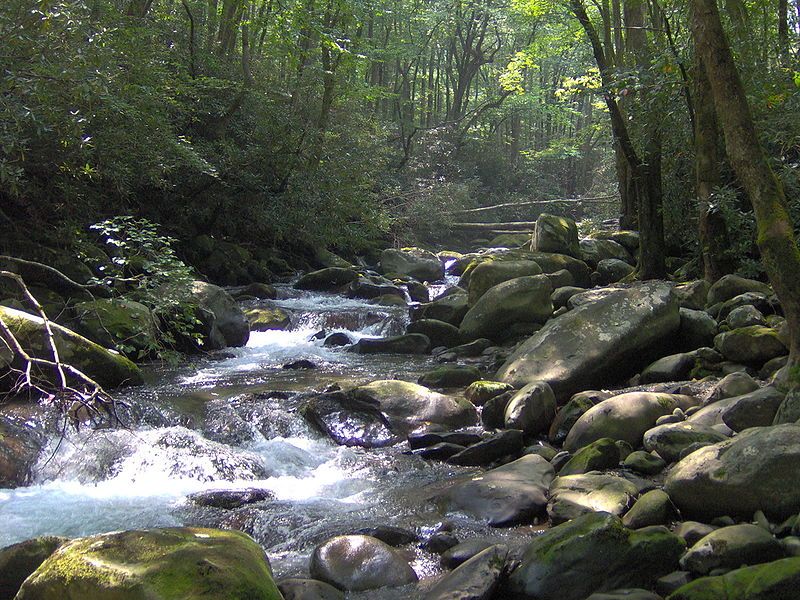 File:Porters-creek-greenbrier.jpg