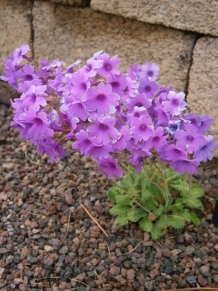 File:Primula blinii 001.JPG