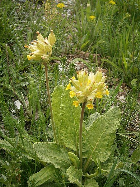 File:Primula veris RHu.JPG