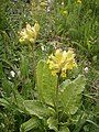 Primula veris