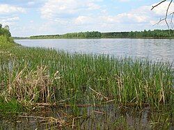 View of the marshy areas bounding the Pripyat River