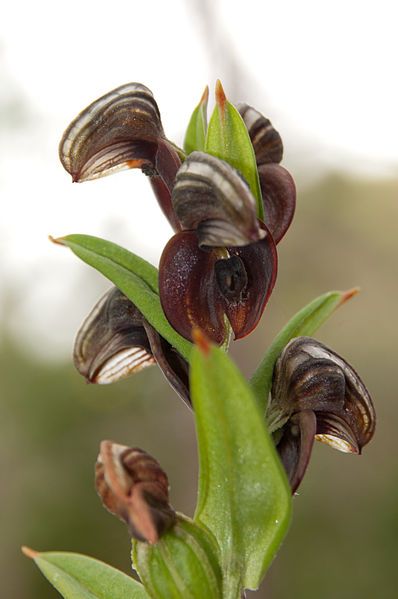 File:Pterostylis sanguinea Gnangarra-17.jpg