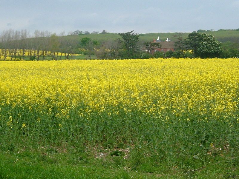 File:RanscombeFarmRape9919.JPG