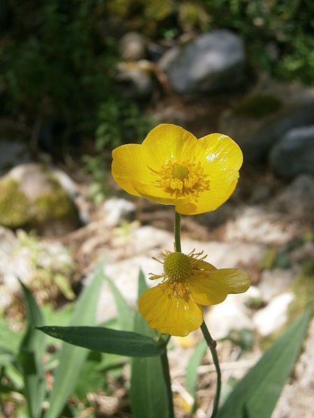 File:Ranunculus lingua 002.JPG