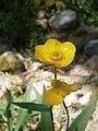 Ranunculus lingua