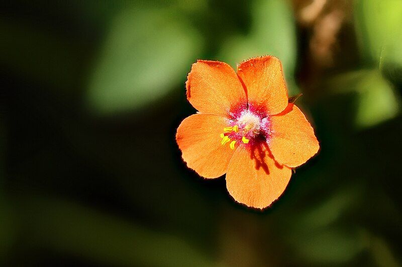 File:Red Chickweed.jpg