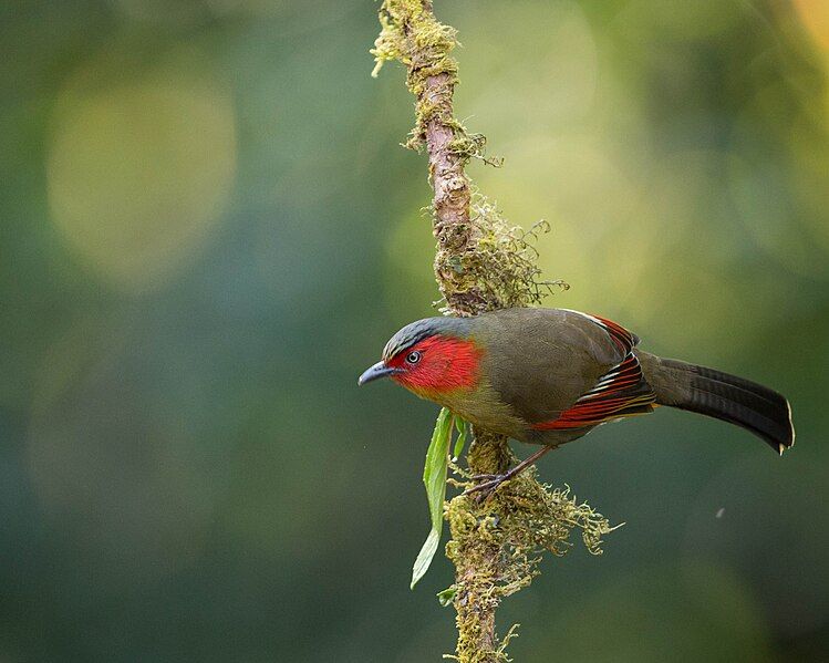 File:Red faced Liocichla.jpg