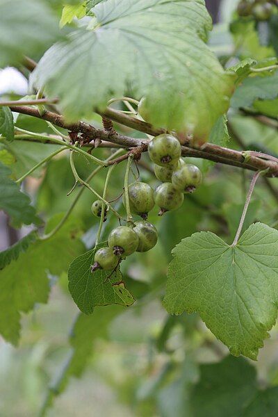 File:Ribes nigrum 'Vertti'.jpg