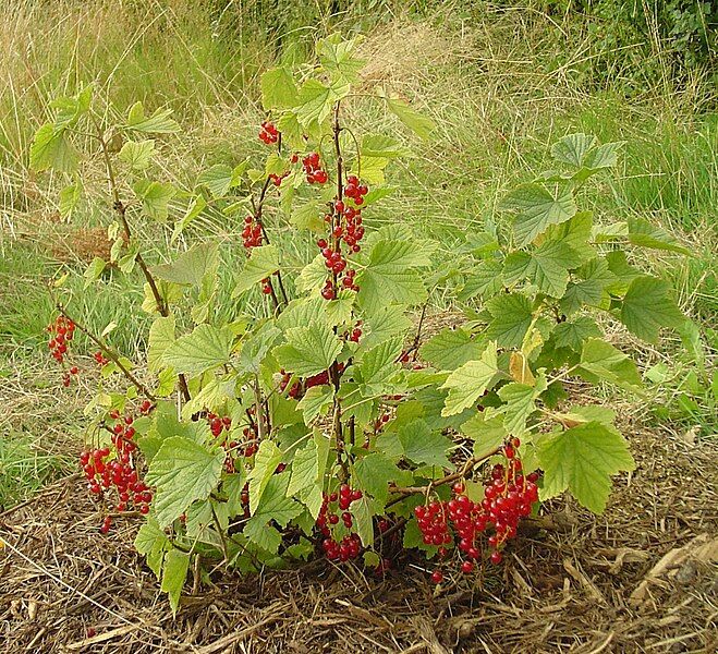 File:Ribes rubrum 1.jpg