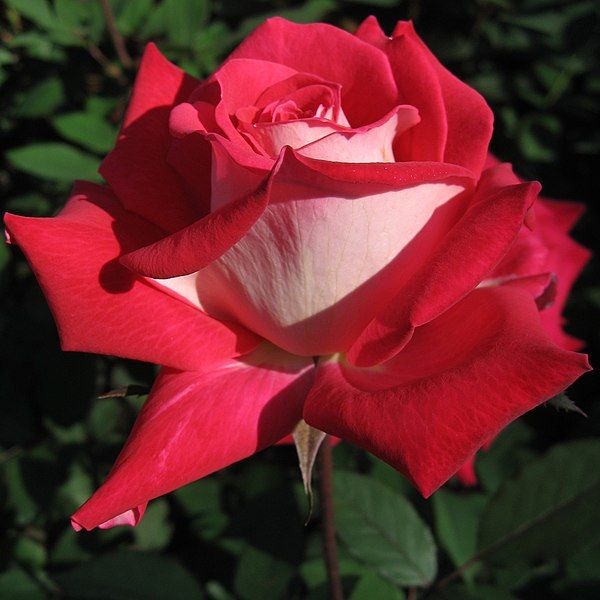 File:Rosa Love01.jpg