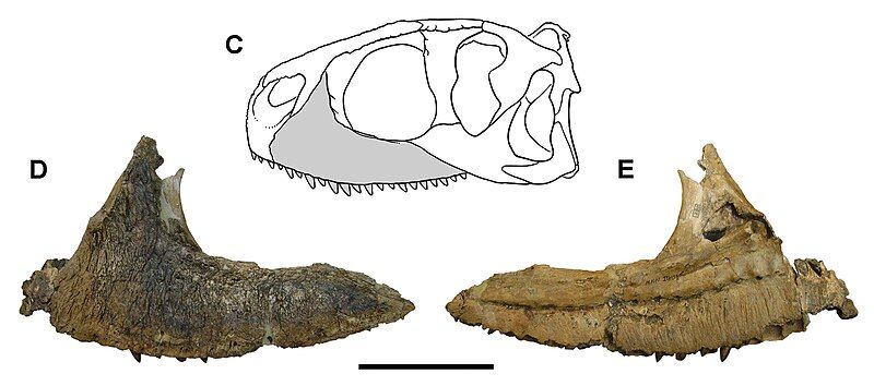 File:Rugops maxilla.jpg