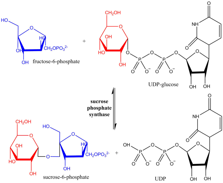 File:SPS Mechanism.png