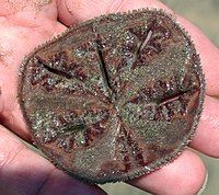 Underside of live Mellita quinquiesperforata