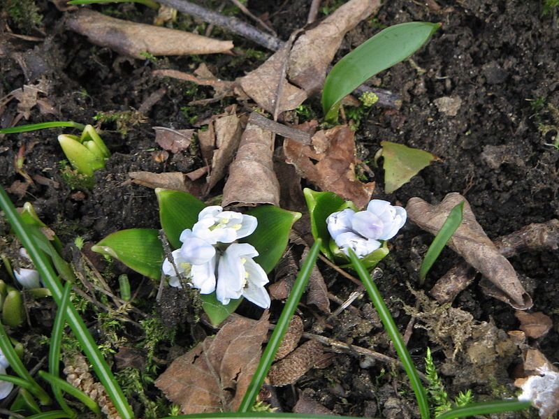 File:Scilla mischtschenkoana opening.jpg