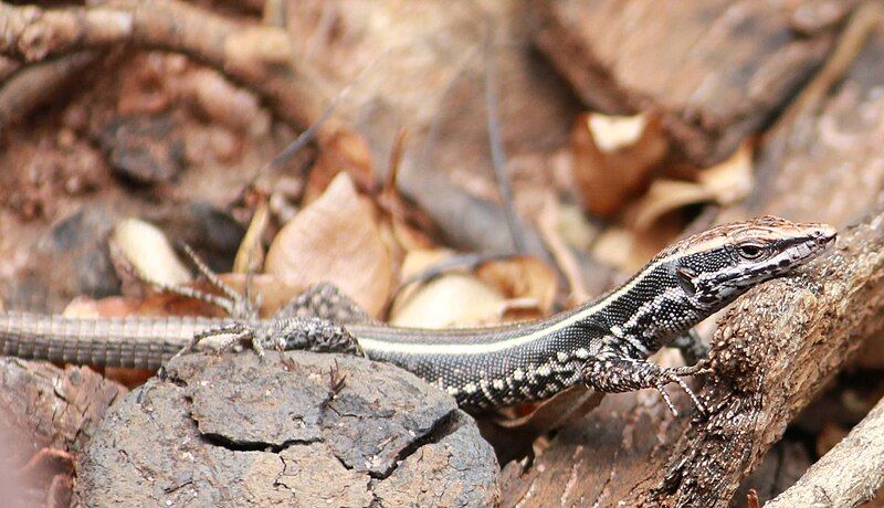 File:Soutpansberg Rock Lizard.jpg