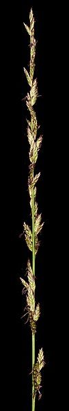 File:Spartochloa scirpoidea (8693051740).jpg