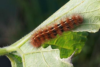 Dark-spotted tiger moth caterpillar