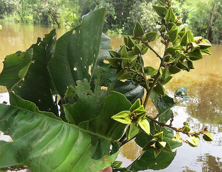 File:Symmeria paniculata (19282830230).jpg