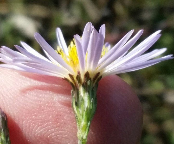 File:Symphyotrichum fontinale 57198408.jpg