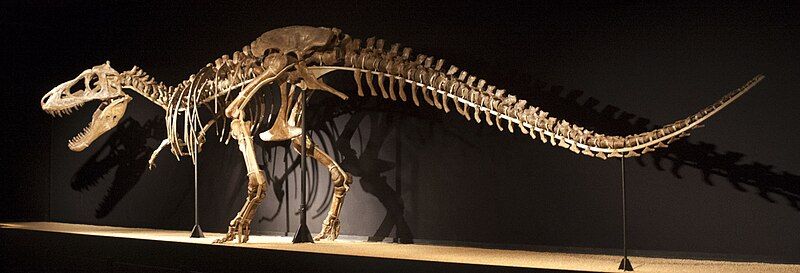 File:Tarbosaurus baatar skeleton.jpg