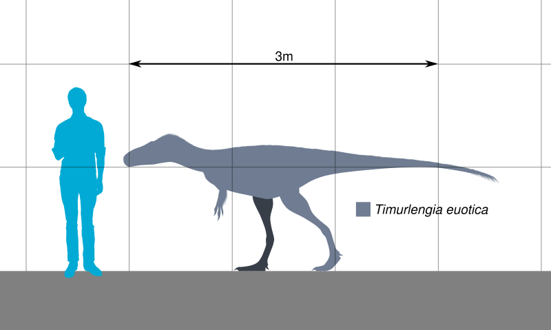 File:Timurlengia Scale.svg