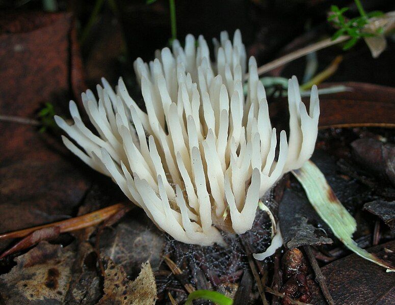 File:Tremellodendropsis tuberosa 74599.jpg