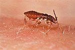 Triatoma infestans, is a vector for Chagas' Disease