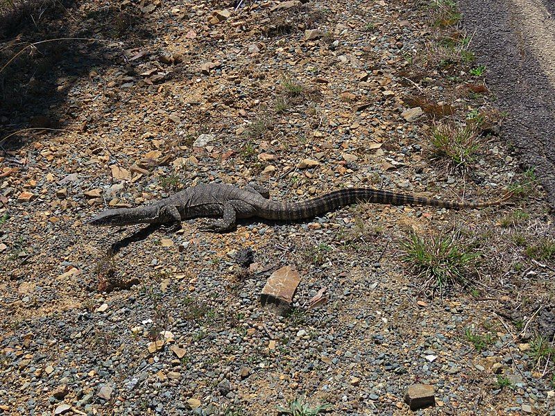 File:Varanus rosenbergi (37128657283).jpg