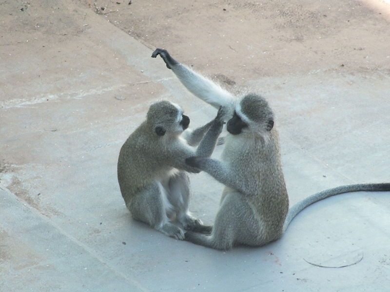 File:Vervet monkeys grooming.JPG