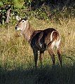 Waterbuck