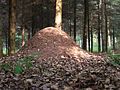 An ant mound, or ant-hill, a mound sometimes casually referred to as a hill