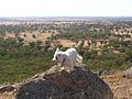 Otto, the well-known Australian Wikipedian, on top of Mount Tilga