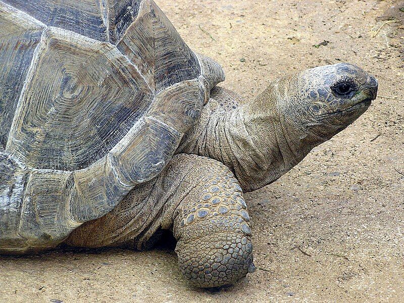 File:Aldabra.giant.tortoise.arp.jpg