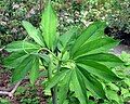 Pedated leaves of A. dracontium