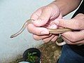 Close-up of Arrhyton exiguum being handled