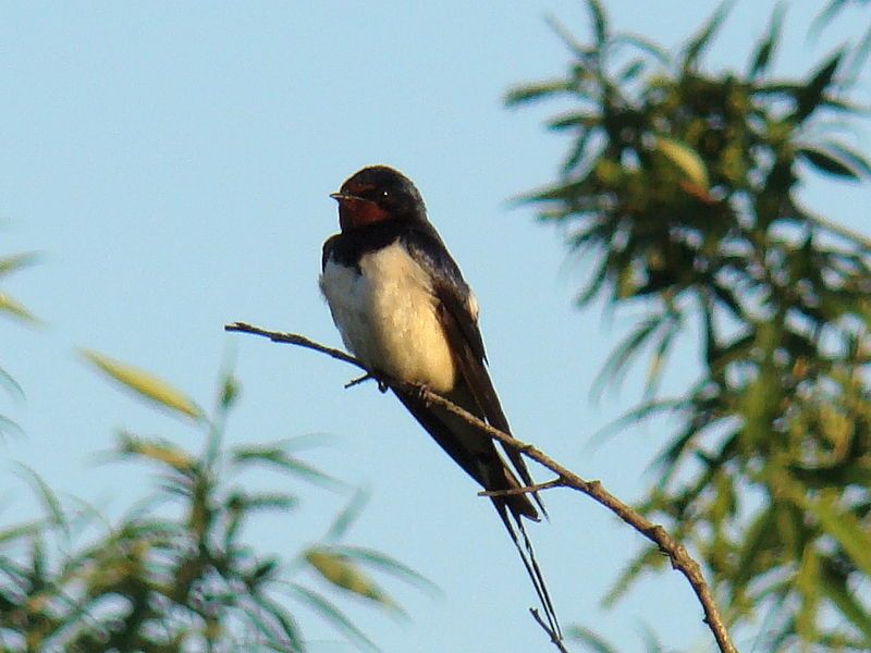 File:Barn Swallow-Mindaugas Urbonas.jpg