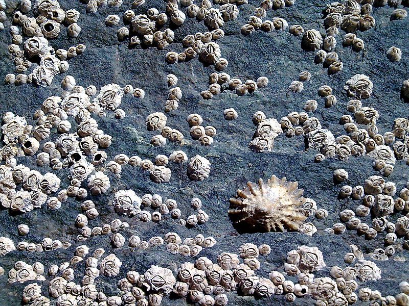 File:Barnacles Holyhead.jpg