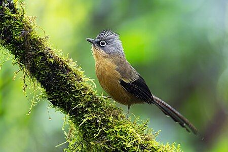 Black-crowned barwing, by JJ Harrison