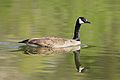 Canada Goose, Branta canadensis