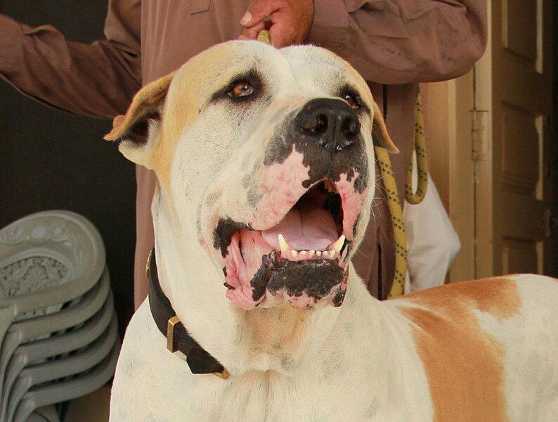 File:Bully Kutta Nolakhia.jpg