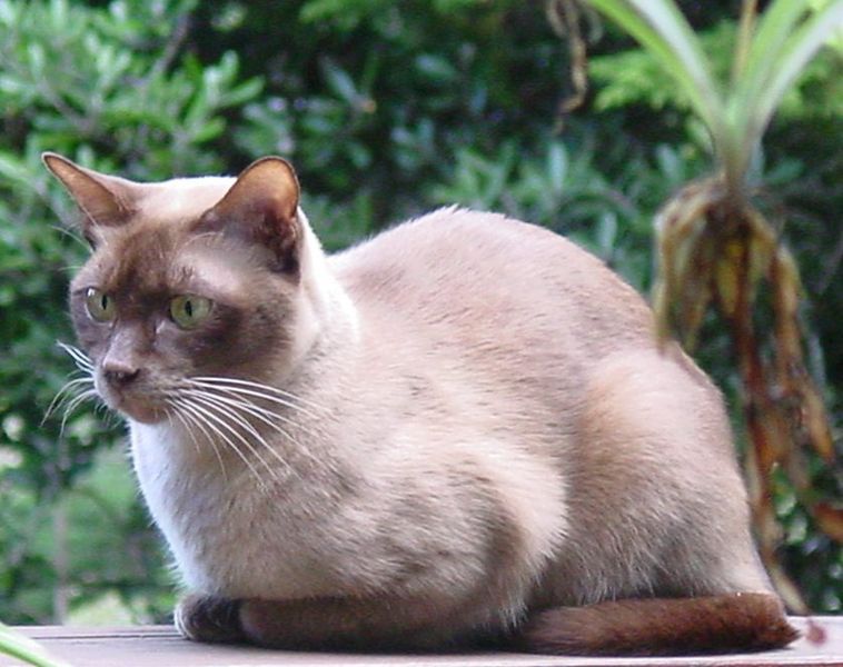 File:Burmese chocolate cat.jpg