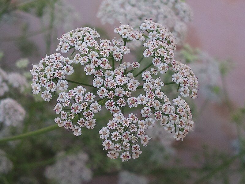 File:Carom Flowers.jpg