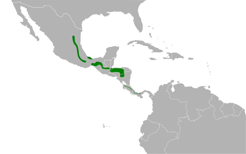 File:Catharus mexicanus map.svg