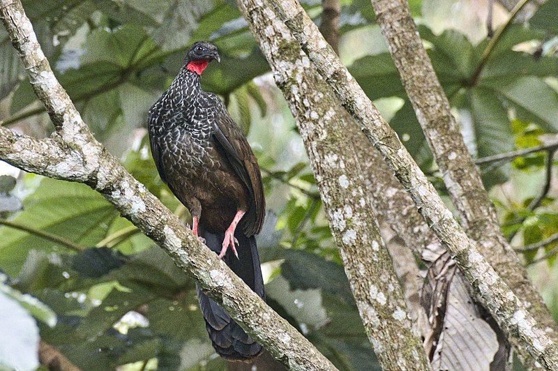 File:Cauca Guan.jpg