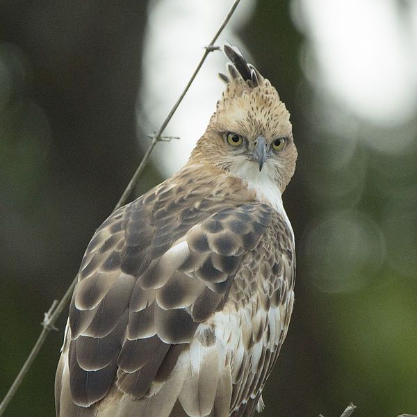 File:Changeable hawk-eagle.jpg