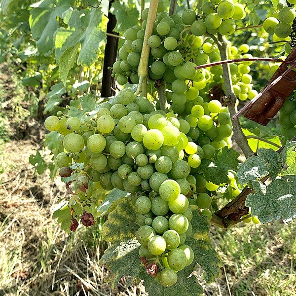 File:Chasselas grapes Satigny.jpg