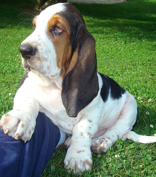 File:Chiot basset-hound.jpg